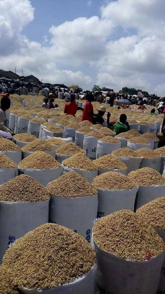Premium Long Grain